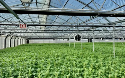 CFOs navigate the weeds of cannabis accounting to drive industry growth