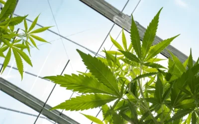 The regulatory and tax challenges of cannabis in 2025