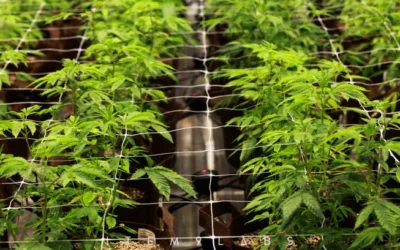 The cost-benefit of rescheduling cannabis