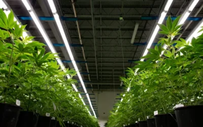 Canadian cannabis firm terminates CFO ‘without cause’