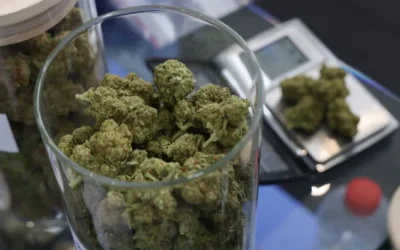 The CFO playbook for cannabis in 2026